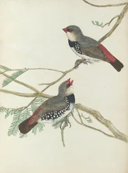 Spotted Grossbeak